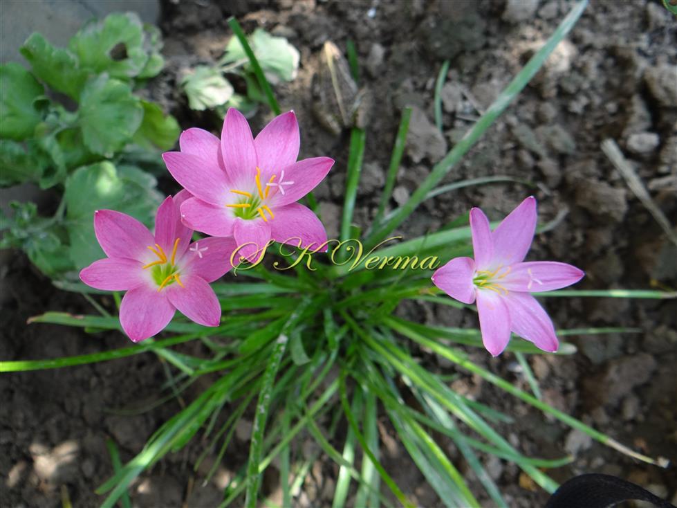  Plants